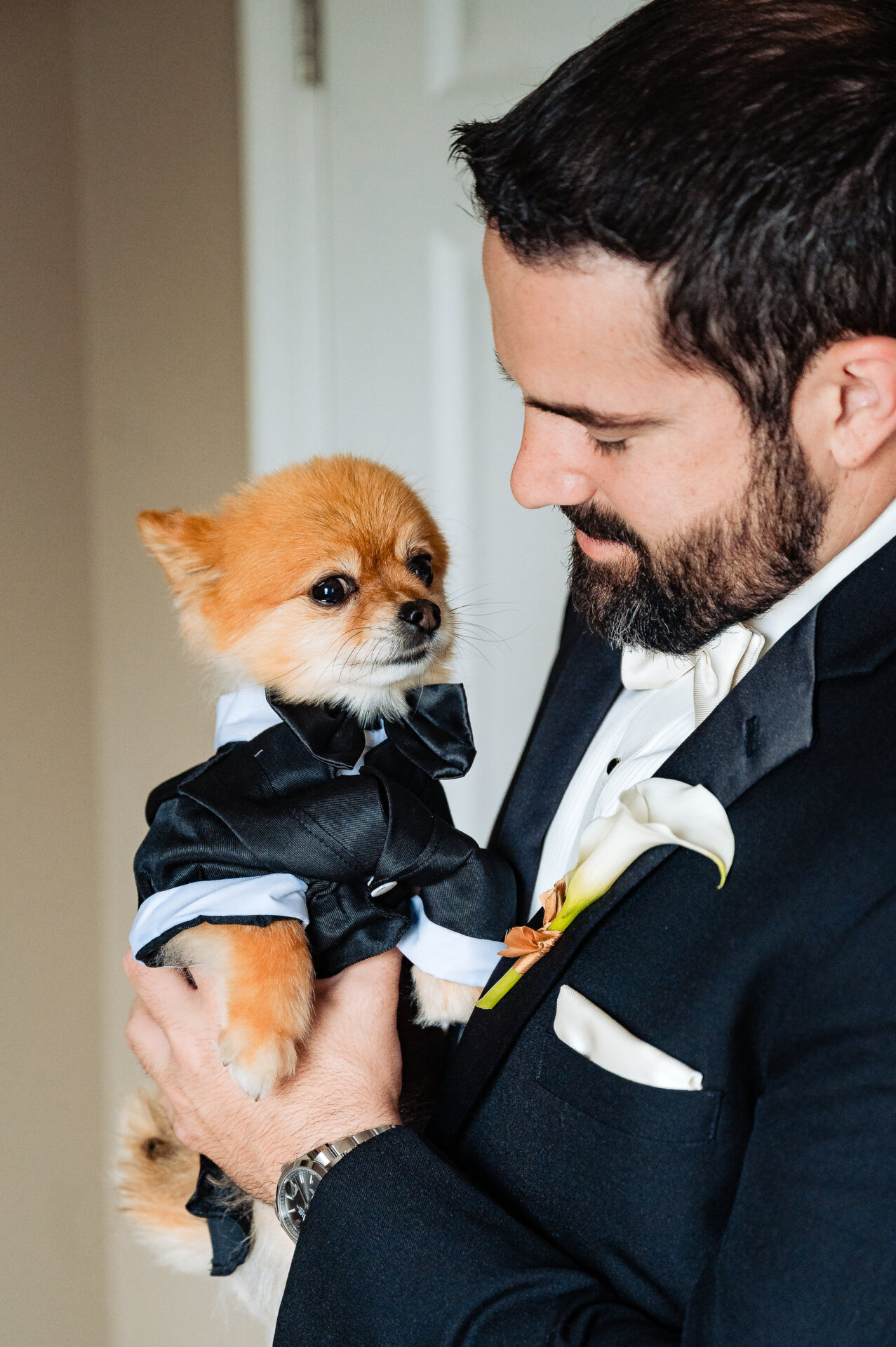 Groom holding a Pomeranian dog dressed in a suit