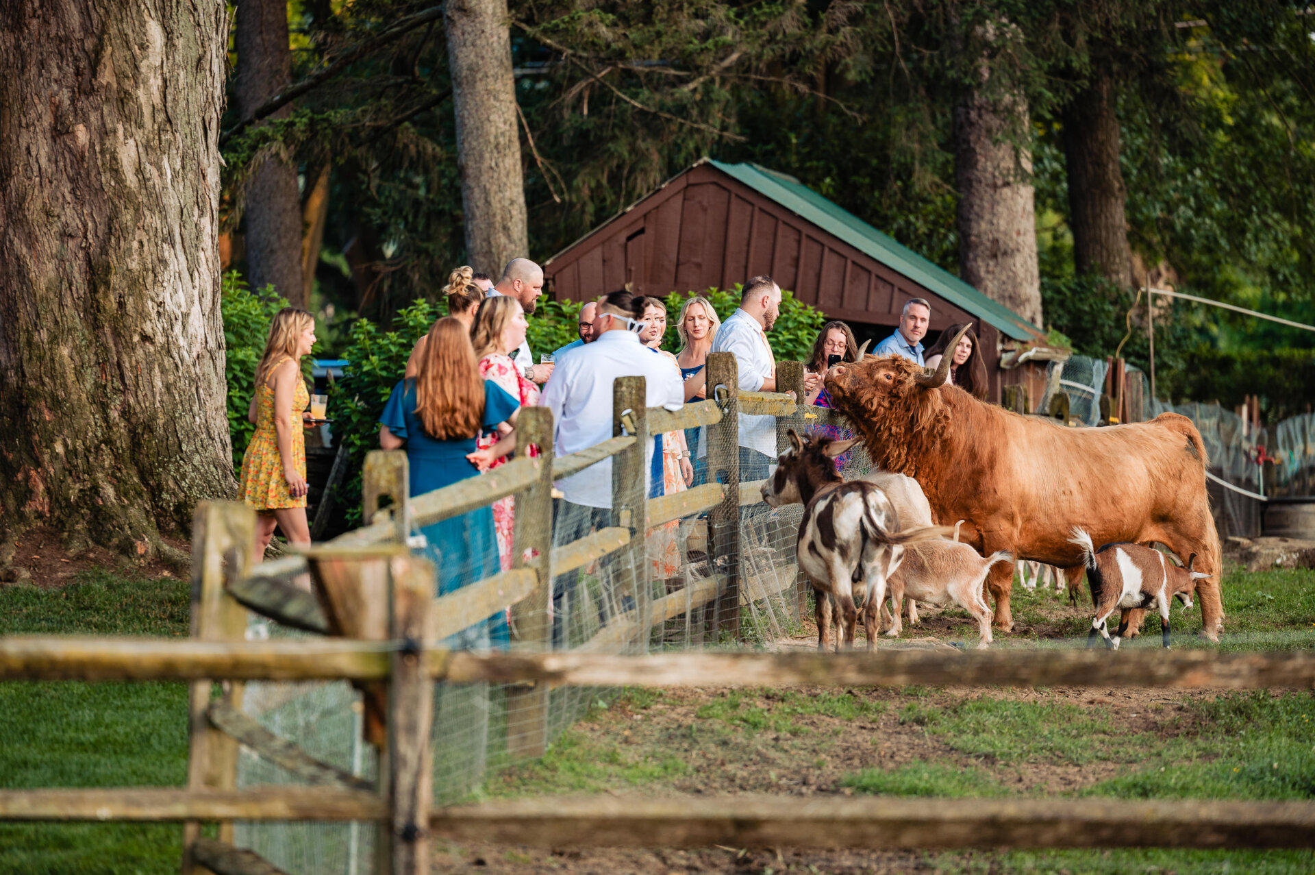 Wedding guests gathered by a wooden fence, watching farm animals during the cocktail hour.
