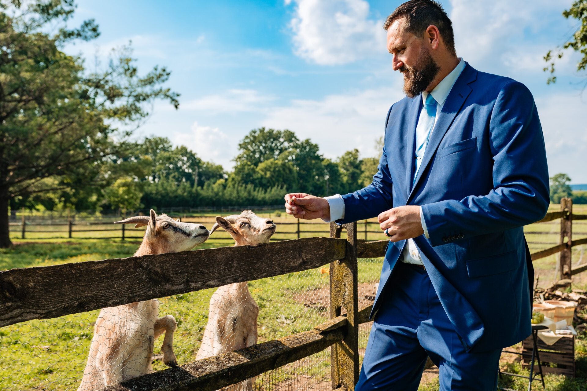 Groom in a blue suit feeding goats over a wooden fence at a rustic farm wedding venue