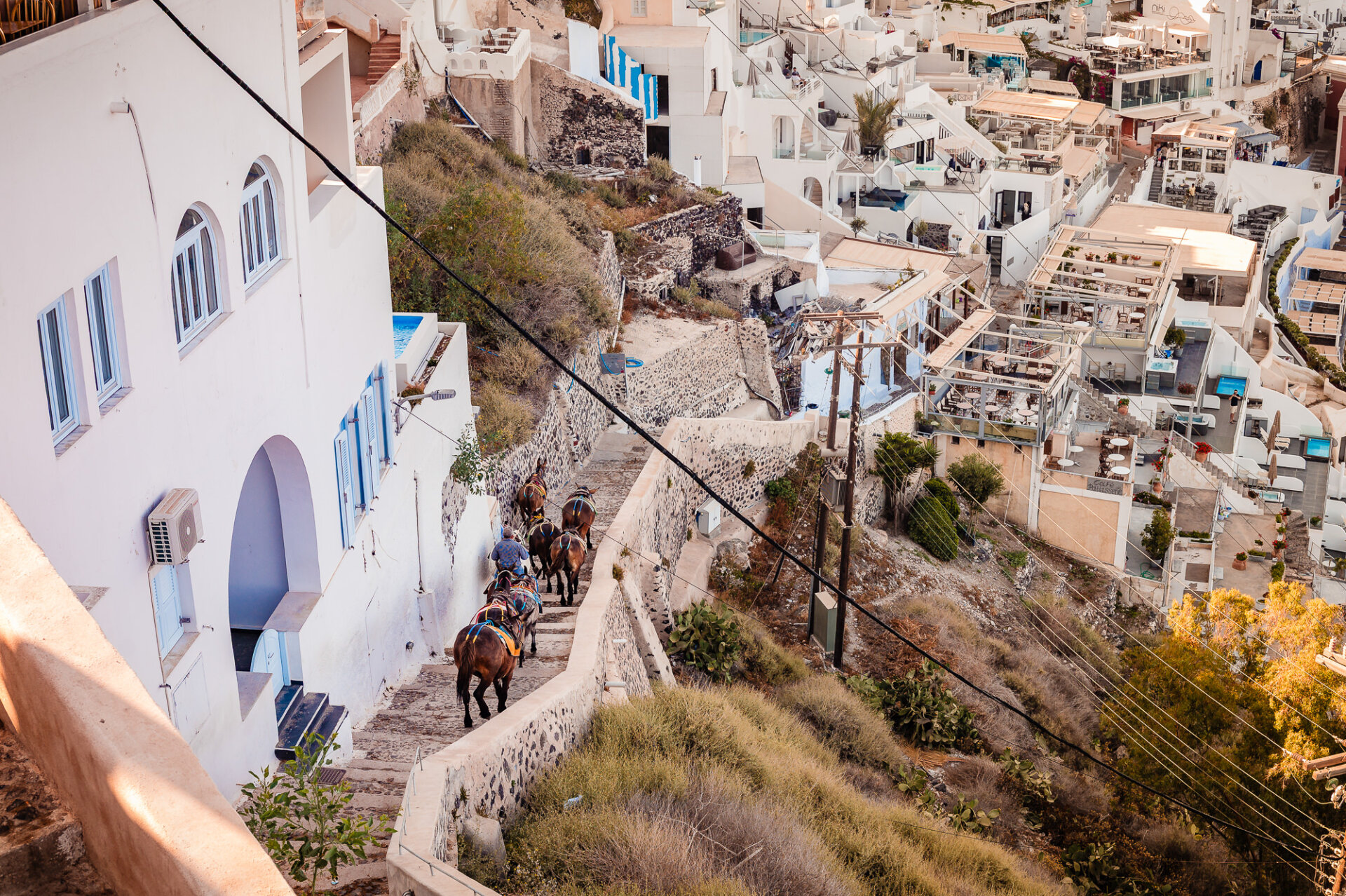 donkeys and mules traveling down a steep, stone-paved path in Fira, the capital of Santorini, Greece