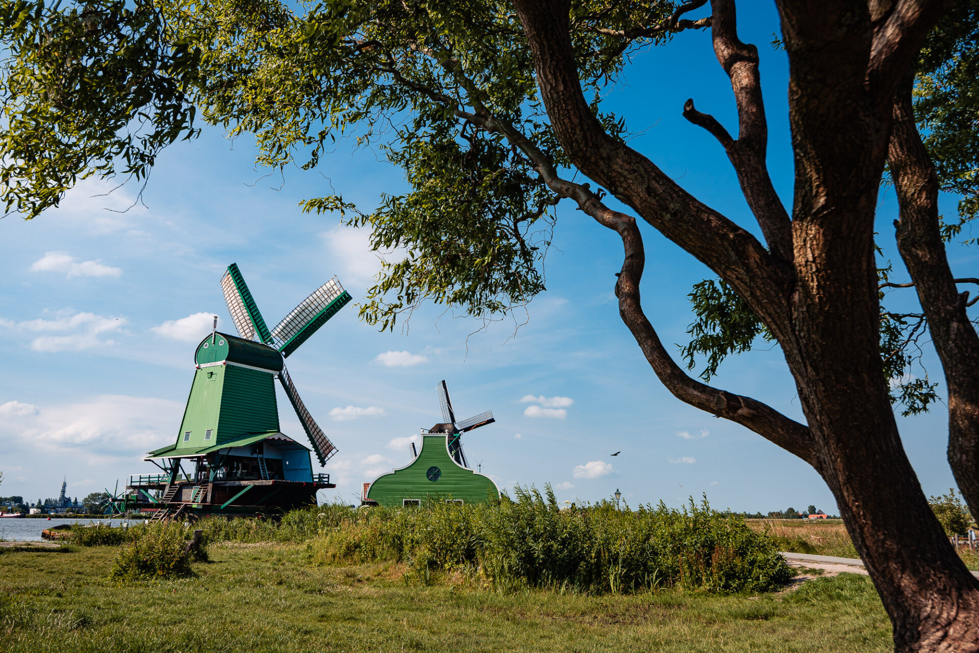 Traditional Dutch windmills at Zaanse Schans framed by a large tree under blue skies