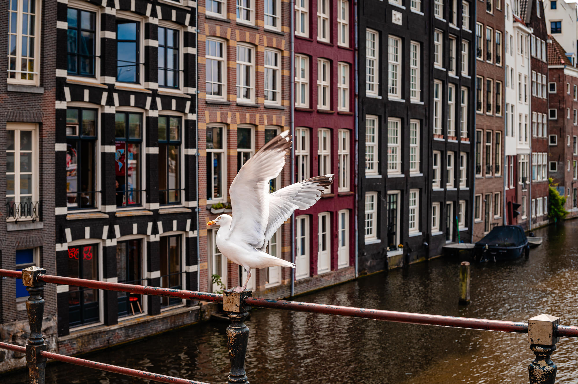 287. Seagull spreading its wings on a canal railing with traditional Amsterdam houses in the background