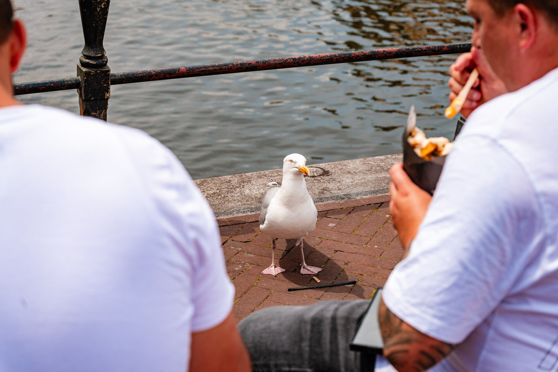 Curious seagull watching visitors eat beside an Amsterdam canal