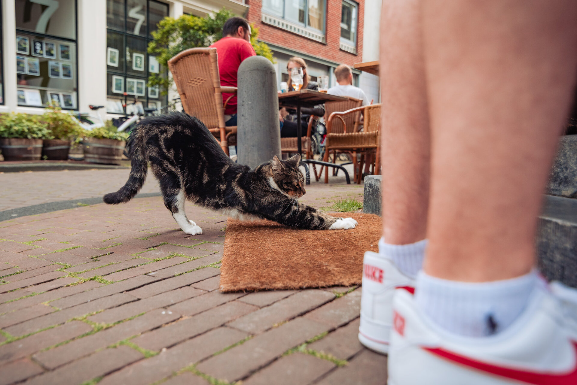 Street cat stretching outside a café along a brick-paved Amsterdam neighbourhood